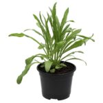 PR Live Food Plant. Cornflower (10cm pot)