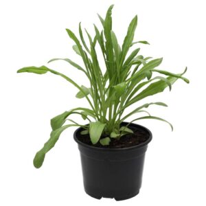 PR Live Food Plant. Cornflower (10cm pot)