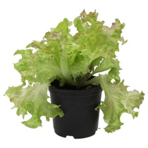 PR Live Food Plant. Lollo Rosso (10cm pot)