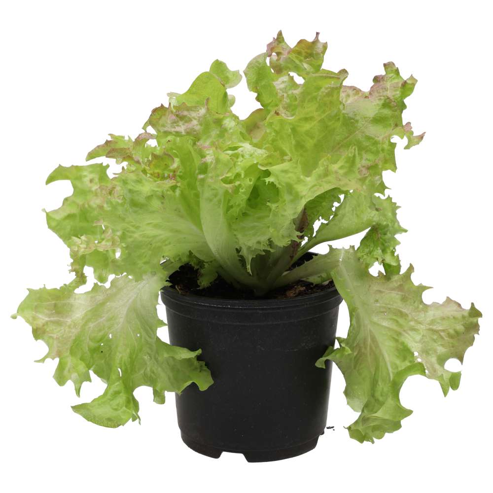 PR Live Food Plant. Lollo Rosso (10cm pot)
