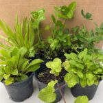 PR Live Food Plant; Edible Collection (6 Plants)