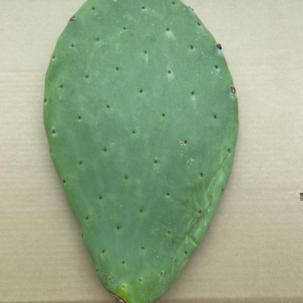 PR Live Food. Prickly Pear Pads (SINGLE PAD)