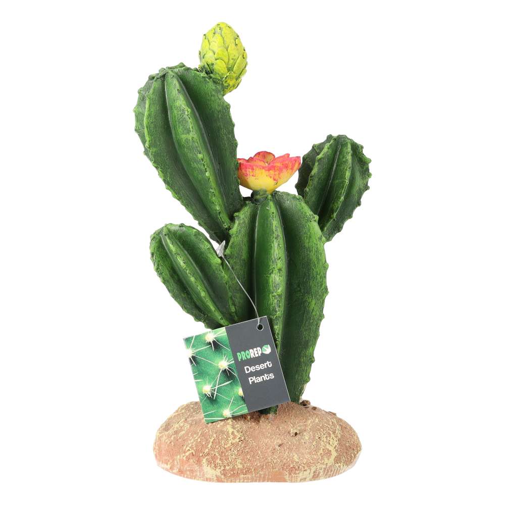 PR Flowering Cactus Med 16.5x10.5x22.5cm PP204