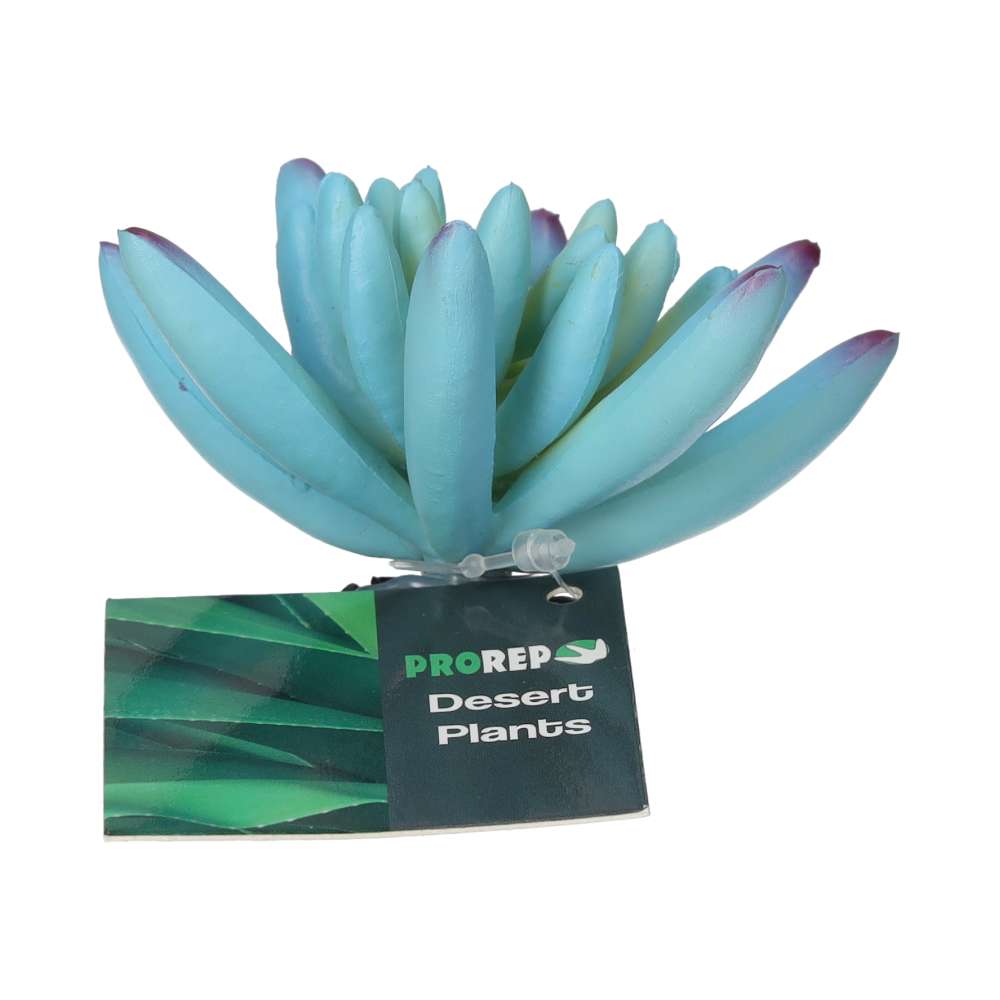 PR Sedum Plant Blue 10cm PPP211