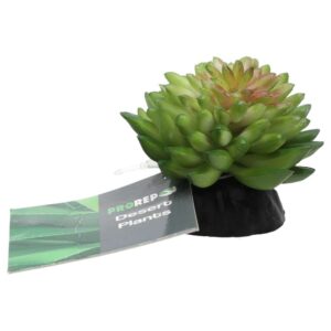 PR E Vanvlietii Plant 10cm PPP212