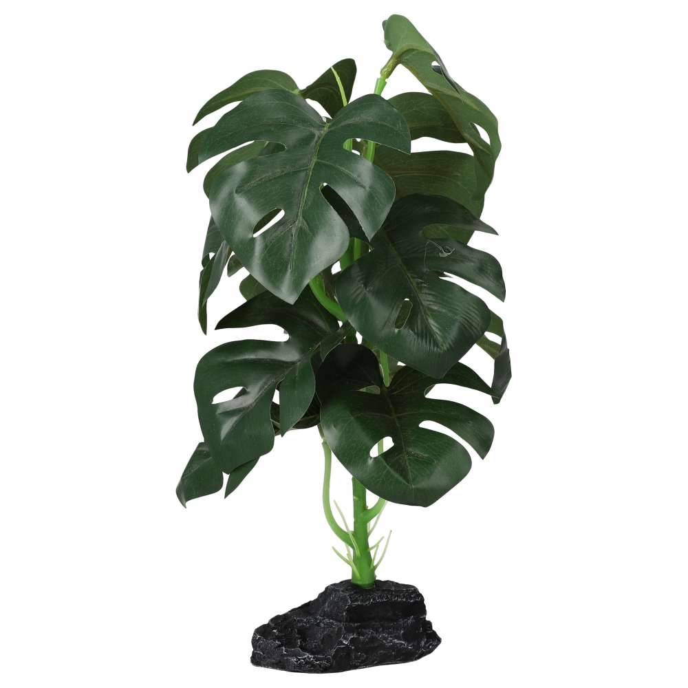 PR Terrestrial Monstera 27cm