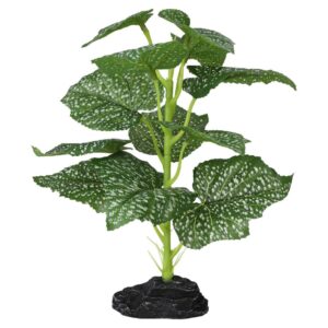 PR Terrestrial Begonia Polka Dot 27cm