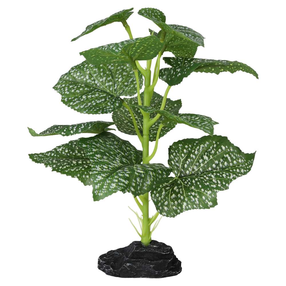 PR Terrestrial Begonia Polka Dot 27cm