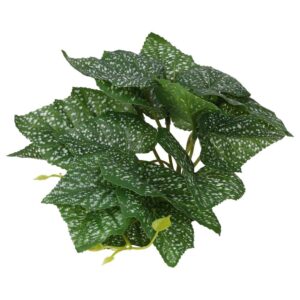 PR Terrestrial Begonia Polka Dot 14cm