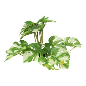 PR Terrestrial Gardenia Variegated 14cm