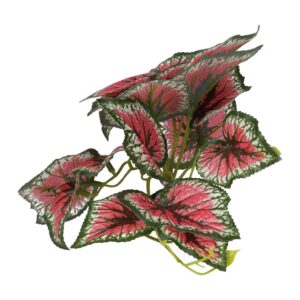 PR Terrestrial Begonia Salsa 14cm
