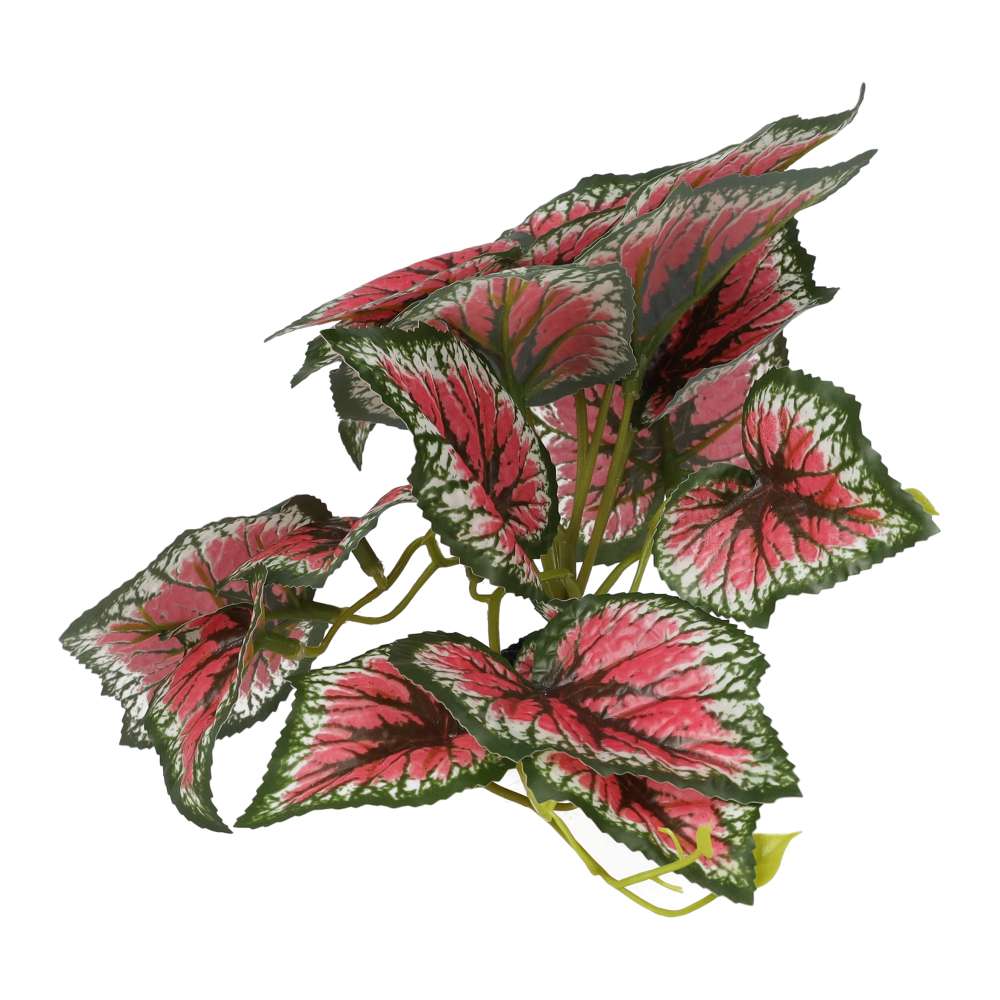 PR Terrestrial Begonia Salsa 14cm