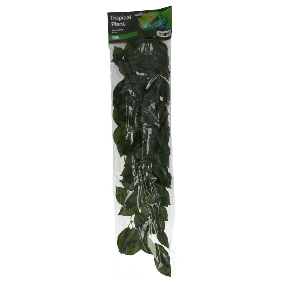 PR Silk Hanging Plant Weeping Fig 70cm