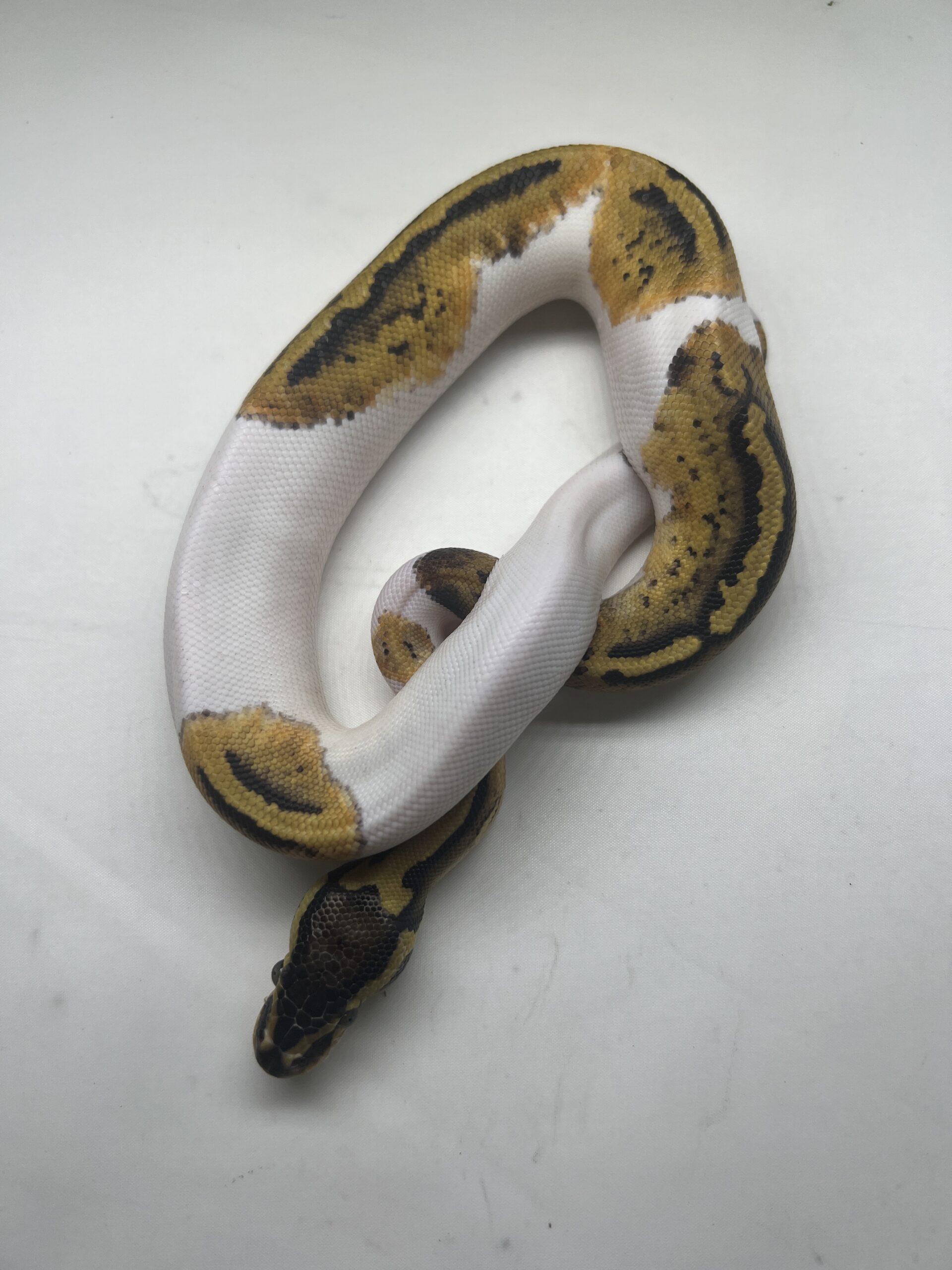 CB25 PASTEL PIED Royal Python
