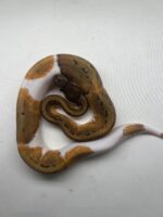 CB24 LEOPARD PINSTRIPE PIED Royal Python