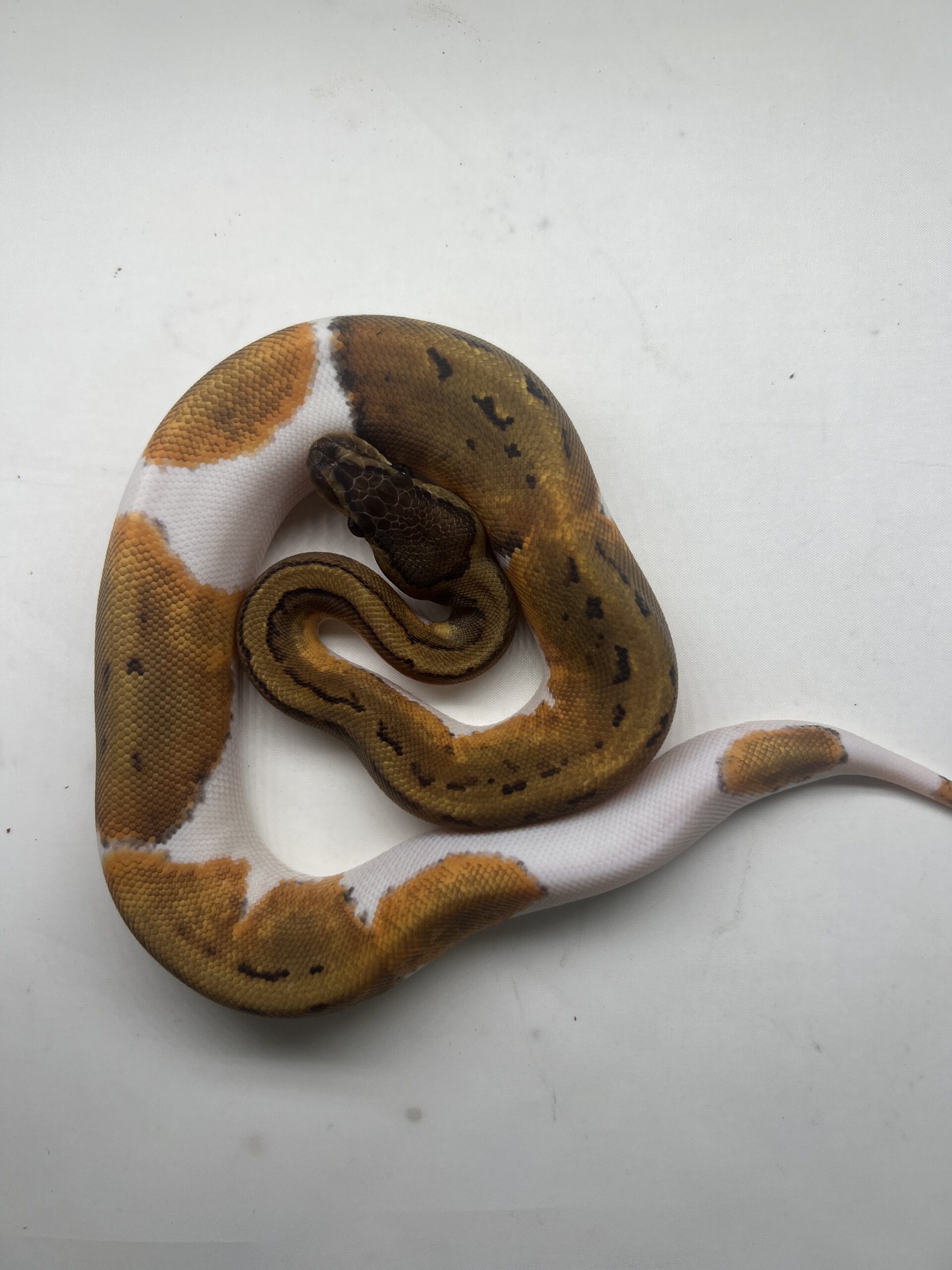 CB24 LEOPARD PINSTRIPE PIED Royal Python