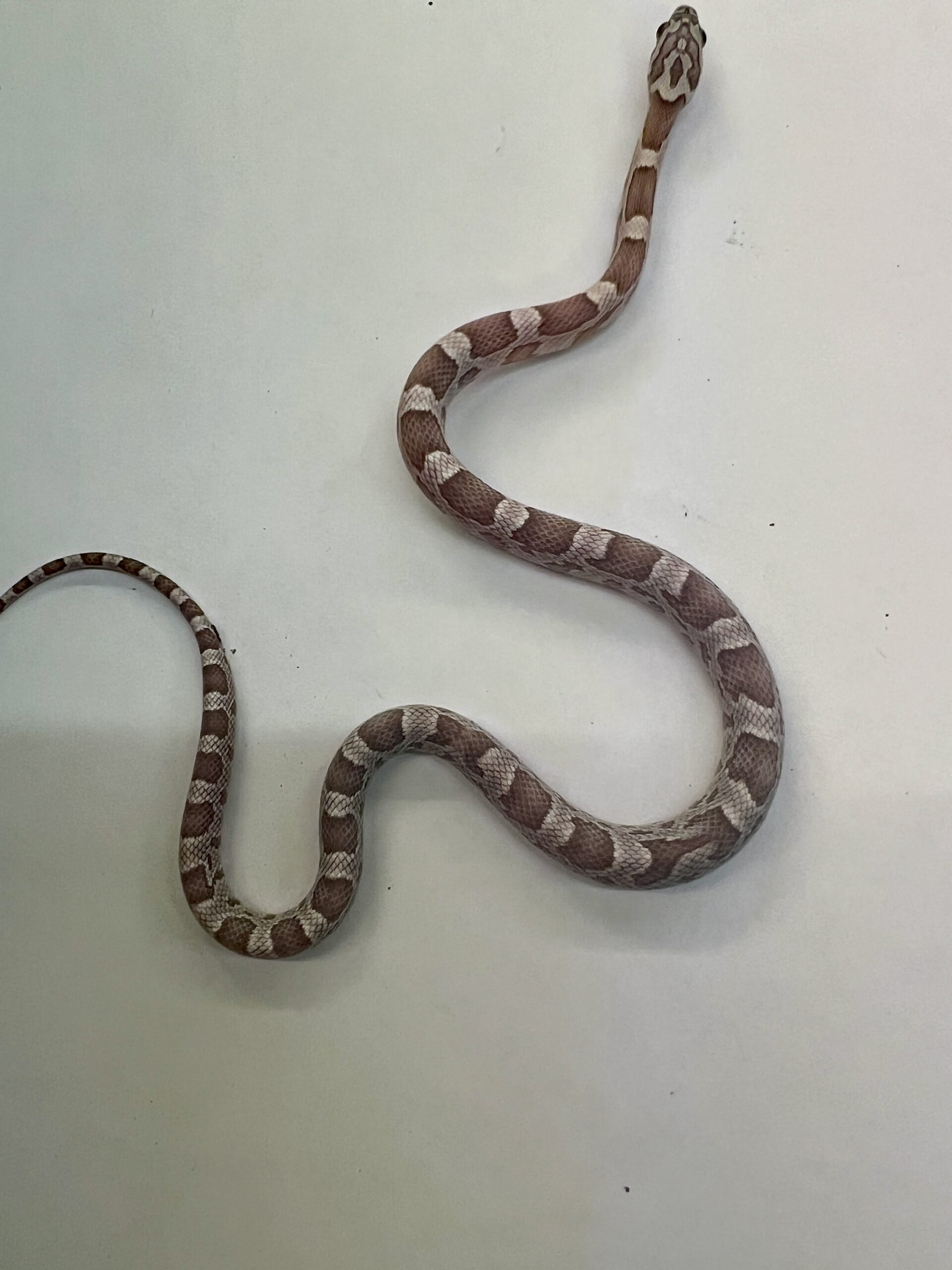 CB24 Sunkissed Ghost Corn Snake