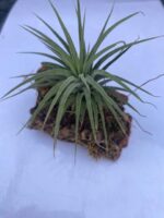 PR Air plant Tillandsia on Cork Bark