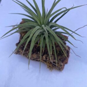 PR Air plant Tillandsia on Cork Bark