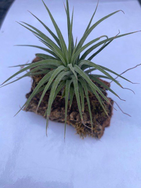 PR Air plant Tillandsia on Cork Bark