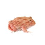 CB Pink Horned Frog