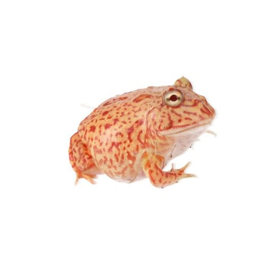 CB Coral Blaze Horned Frog