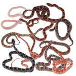 CB25 Corn Snake BUNDLE B "Mixed 10"
