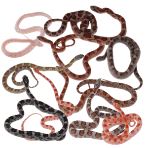 CB25 Corn Snake BUNDLE B "Mixed 10"