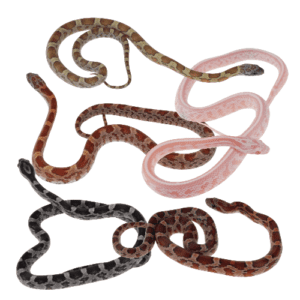 CB25 Corn Snake BUNDLE A "Mixed 5"
