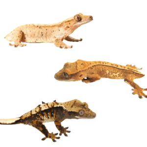 CB Sub Adult B Grade Crested gecko *BUNDLE OF 3*