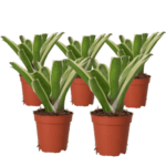 PR Live plant. Fireball Bromeliad *Bundle 5*