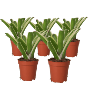 PR Live plant. Fireball Bromeliad *Bundle 5*