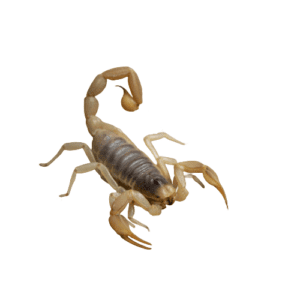 WC Desert Hairy Scorpion