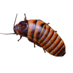 CB Halloween Hissing Cockroach
