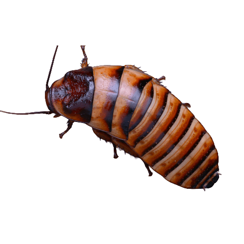 CB Halloween Hissing Cockroach