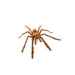 CB 2-3cm Trinidad Chevron Tarantula