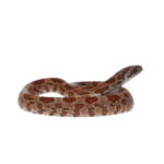 CB25 Sunkissed Corn Snake