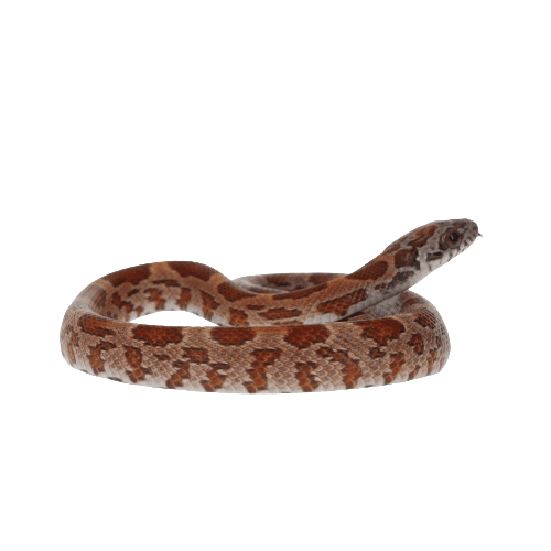 CB25 Sunkissed Corn Snake
