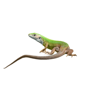 CB Western European Green Lizard