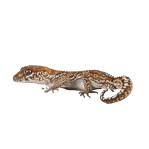 CB Madagascan Ground Gecko