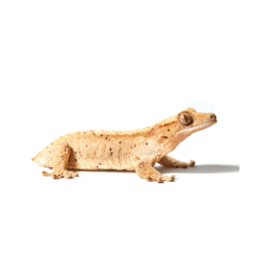 CB Mixed Morph B-Grade Crested Gecko