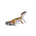CB NORMAL Leopard Gecko