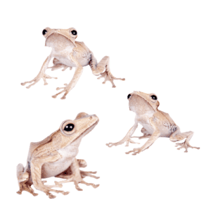 CB File Eared Frog 'Bundle of 3'