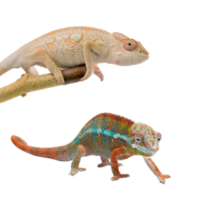 CB PAIR "Ambilobe" Panther Chameleon