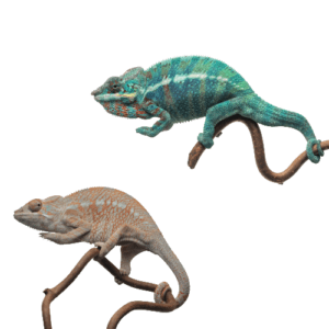 CB PAIR "Nosy Be" Panther Chameleon