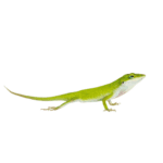 WC Green Anole