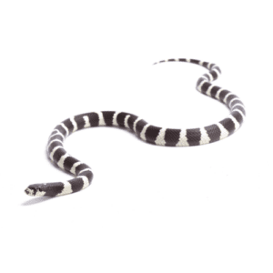 CB25 BANDED Cali King Snake