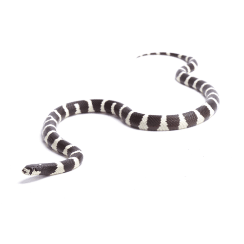 CB24/25 BANDED Cali King Snake