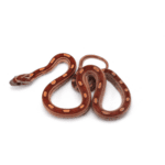 CB25 Motley Corn Snake