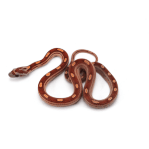 CB25 Motley Corn Snake